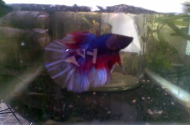 betta spl.jpg