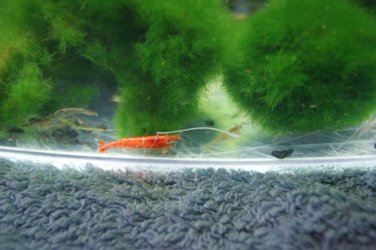 redshrimp2.jpg