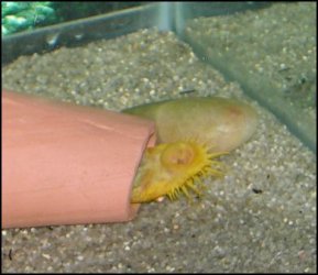 Pleco on his back.JPG