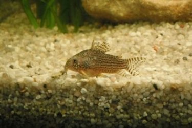 Corydoras33.jpg