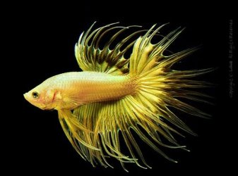 gold betta 2.jpg