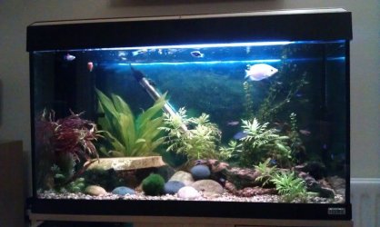 fishtank800.jpg