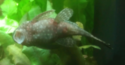 BN-Pleco.png