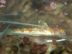 Moby the Goby 538.jpg