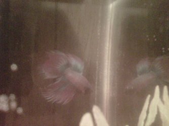 betta 2.jpg