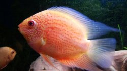 severum1.jpg