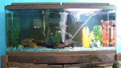 fish tank 003.jpg