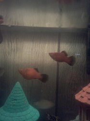 PregPlaty03-29-12.jpg