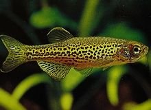 Danio_Leopard_Danio.jpg