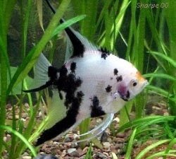 spotted angelfish.jpg