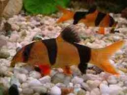 clown loach.jpg