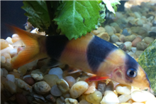 Clown Loach (Custom).PNG