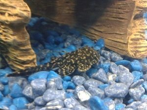 plecoresised.jpg