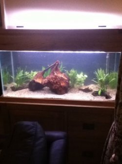 Fish Tank second.jpg