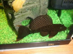 female bristlenose 6inch tff.JPG