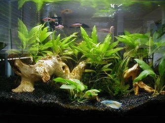 fishtank_7-24-12.jpg