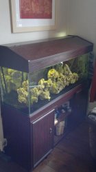 fish tank 3.jpg