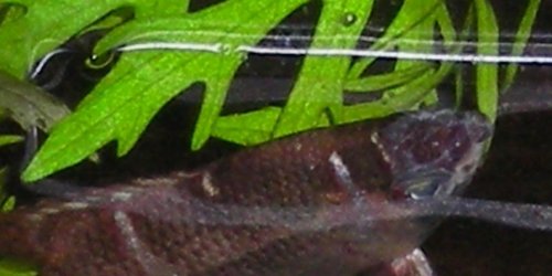 chocolate gourami2.JPG