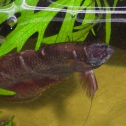 chocolate gourami3.JPG