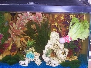 fish tank 2.JPG