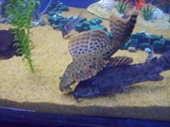 pleco 4.jpg