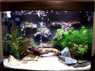 My Fish Tank4.jpg