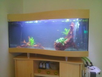 Tank set up.jpg