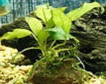 anubias.jpg