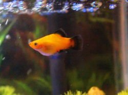 platy- side view- 1.jpg