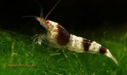 1Caridina_breviata_Hummel3.jpg