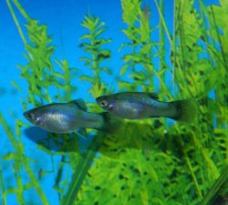 blueplaty.jpg