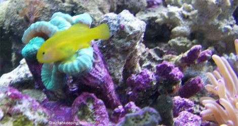 yellow_clown_goby_candy_cane.jpg