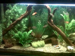 fish tank 1.jpg