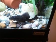 pleco fins.jpg