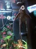 pleco front2.jpg