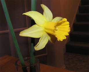 dafodil.jpg