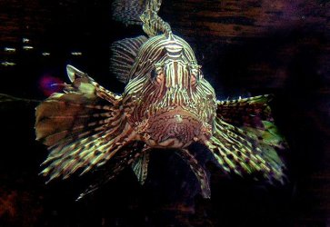 lionfish2.jpg