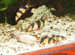 4_C_Loaches___Pierre.jpg