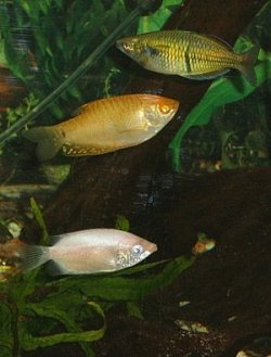 Rainbowfish___Gouramis.jpg