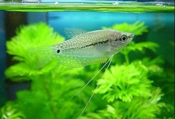 Pearl_Gourami_5.JPG