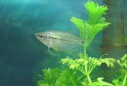 Pearl_Gourami__2.jpg