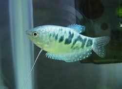 Marble_Gourami_2.JPG