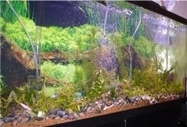 55gal3.jpg