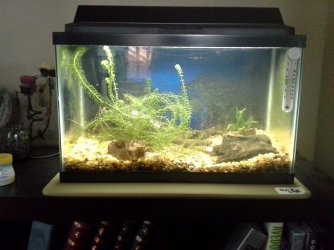 fish tank small.jpg