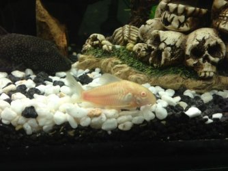 Albino cory.JPG