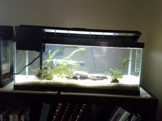 20g aquarium.jpg