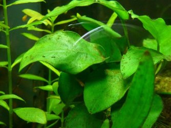 anubias-algae.jpg