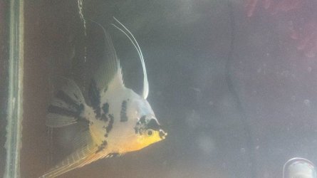 female koi.jpg