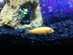 fish sick pic 11.jpg