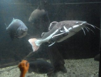 redtailcatfish.jpg